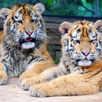 雅安碧峰峡景区包车一日游【包车游,来去自由,拍1份=1辆车】 雅安碧峰峡景区包车一日游【包车游,来去自由,拍1份=1辆车】