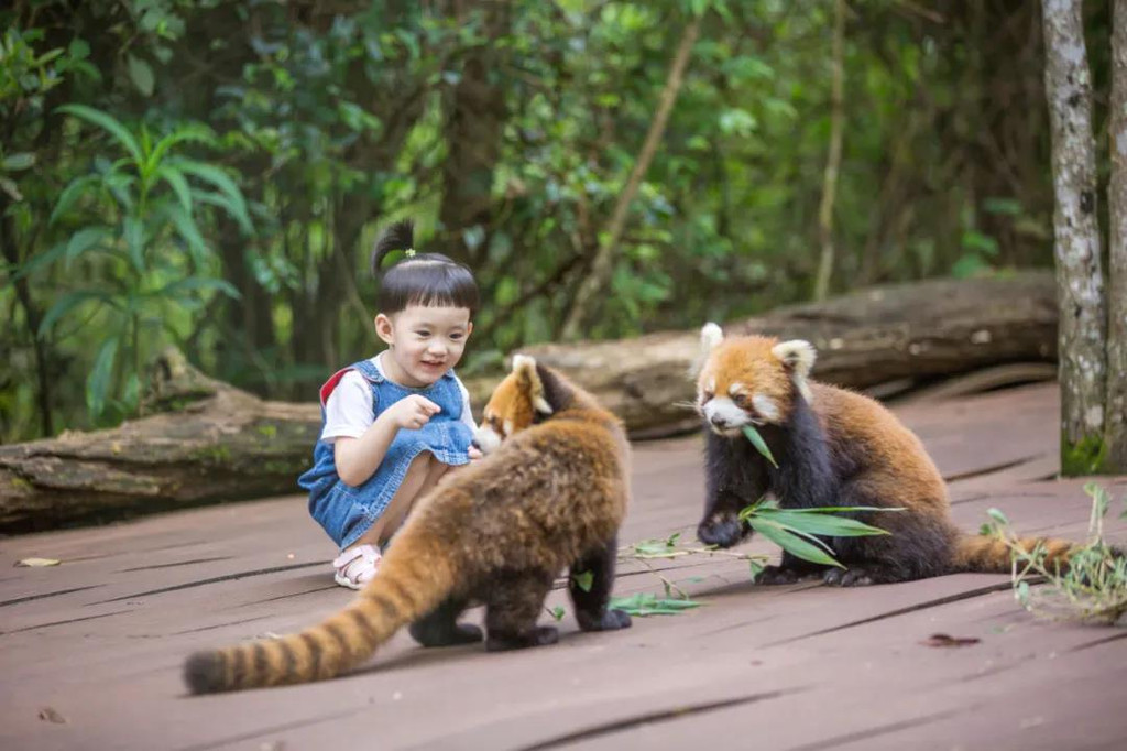 普洱小熊猫庄园,感受与动物"做邻居 的美妙体验!