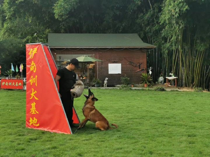 中山训犬训狗宠物寄养坏习惯纠正学校,伊甸园训犬基地