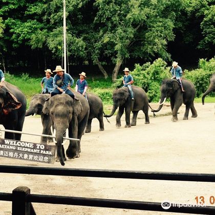 清迈湄登大象训练营一日游