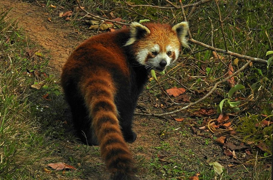 到底是什么鬼让小熊猫庄园如此令人迷念