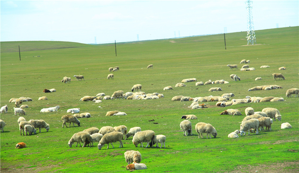 火车窗外看到的是绿绿的草原,成群的牛羊悠闲的吃草 海拉尔区及周边