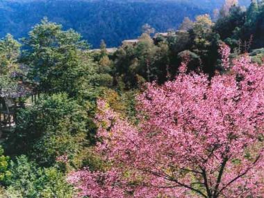 保山樱花谷景区攻略-樱花谷景区门票价格多少钱-团购