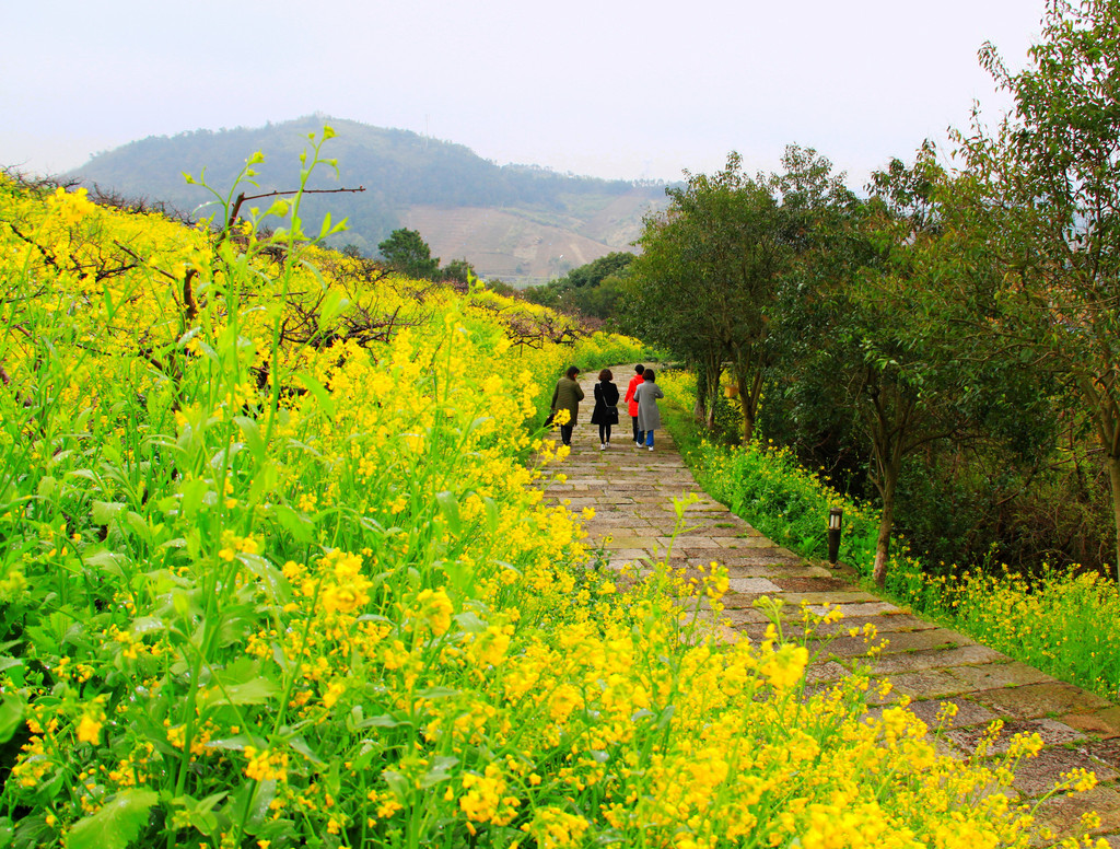 湖州城山沟,现实版的十里桃林