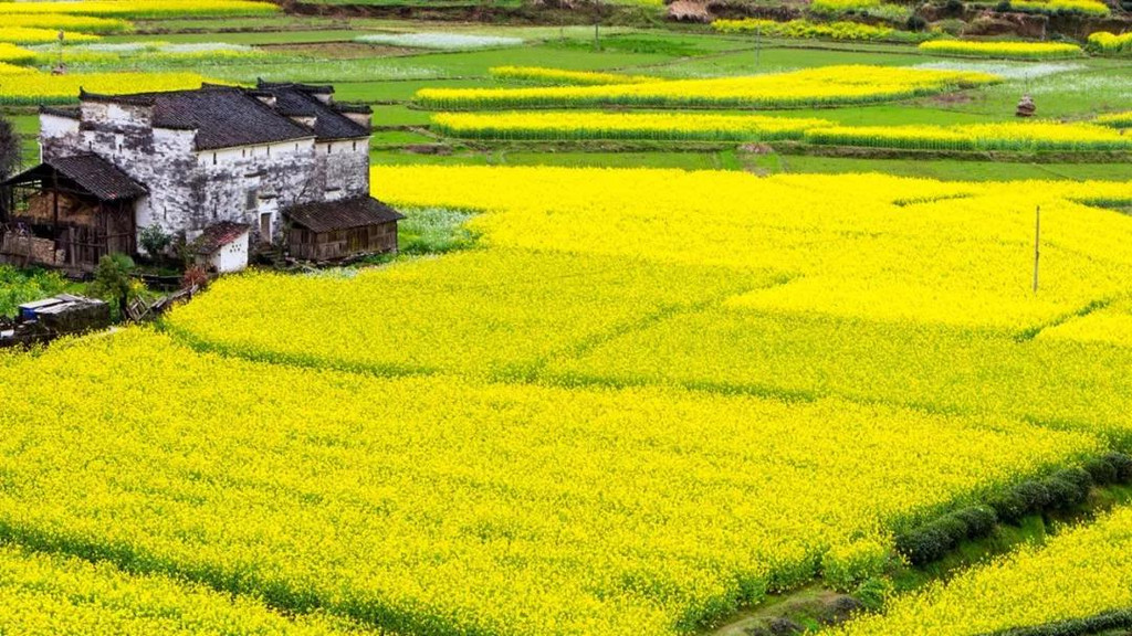 3月5-4月8日 篁岭万亩梯田油菜花期:3月8日进入观赏期,3月15日至28日