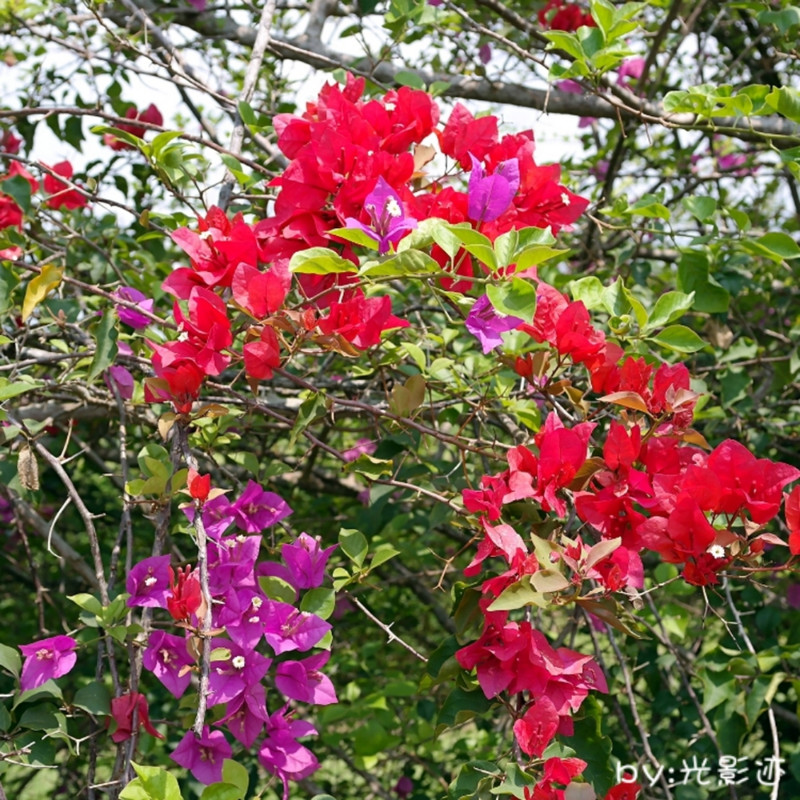 在百花园有荀灿美丽的花海,在这里永远是映日鲜花季季红,如:火焰花