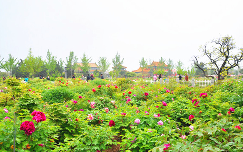 那一年,游走山东,菏泽火车自由行【菏泽古今牡丹园,国花门,曹州牡丹园