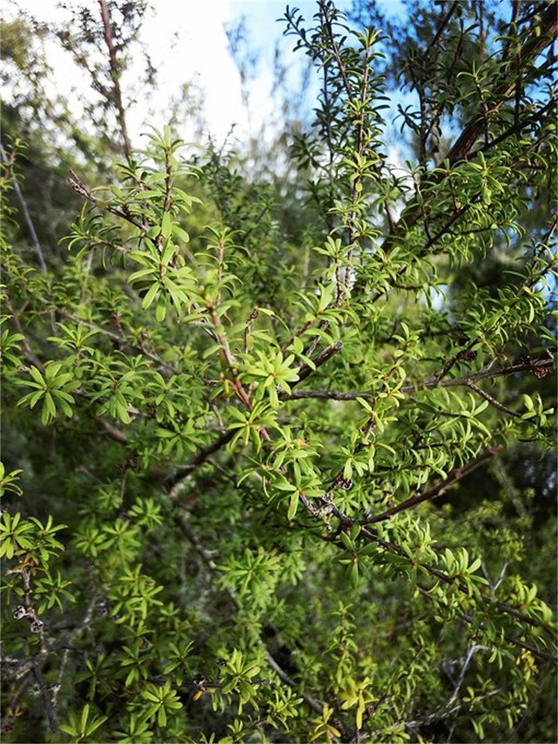 这个就是出了名的麦卢卡树,叶子有非常好的消炎杀菌的效果.