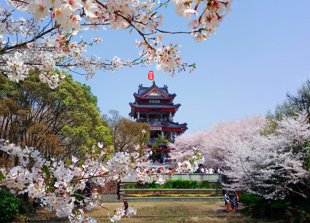 春日赏樱无锡苏州三日游