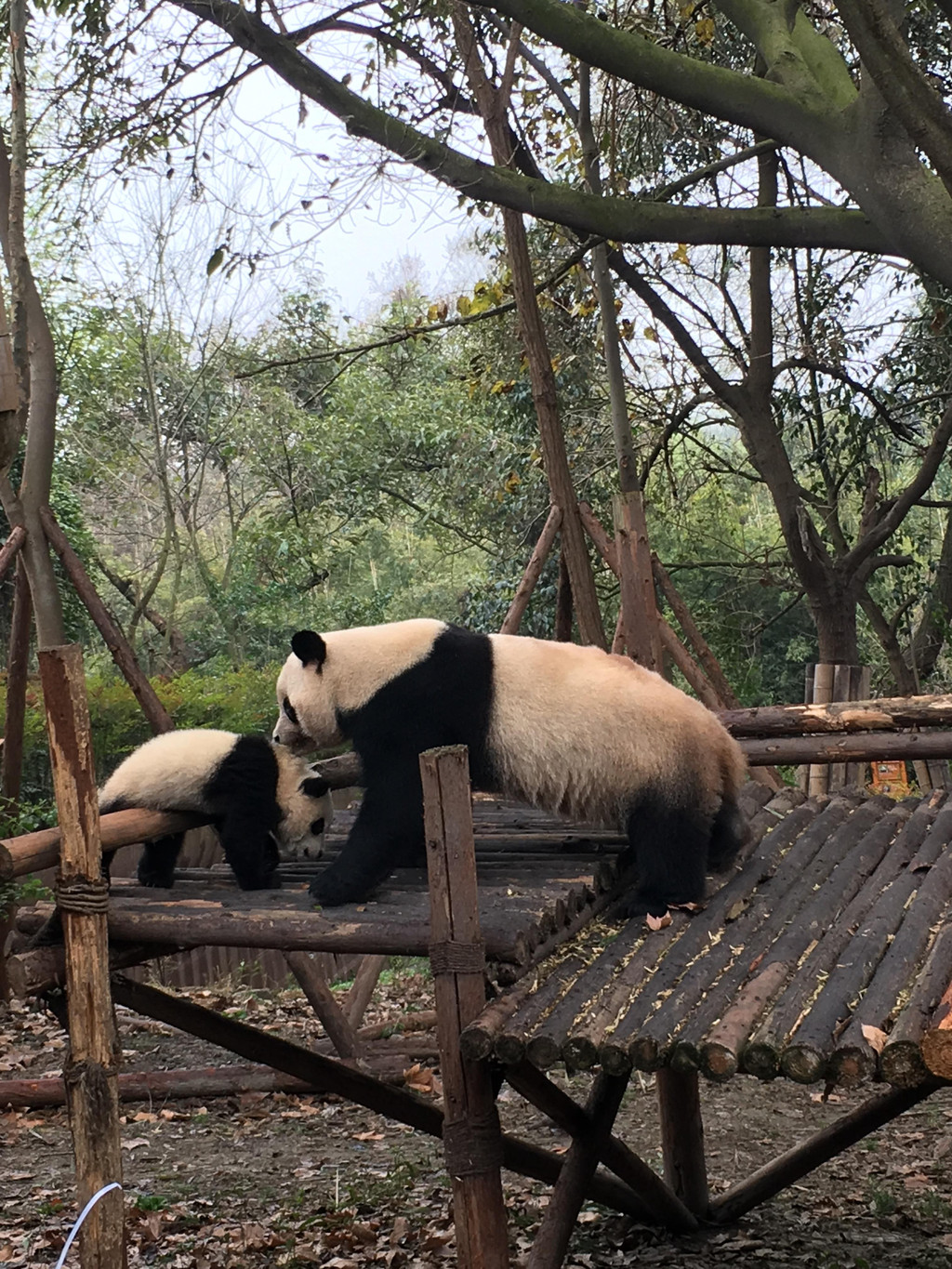 结伴同游之成都美食,乐山,峨眉山礼佛篇