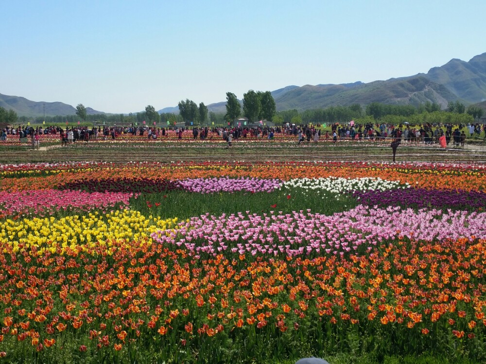 周六游狼牙山花海