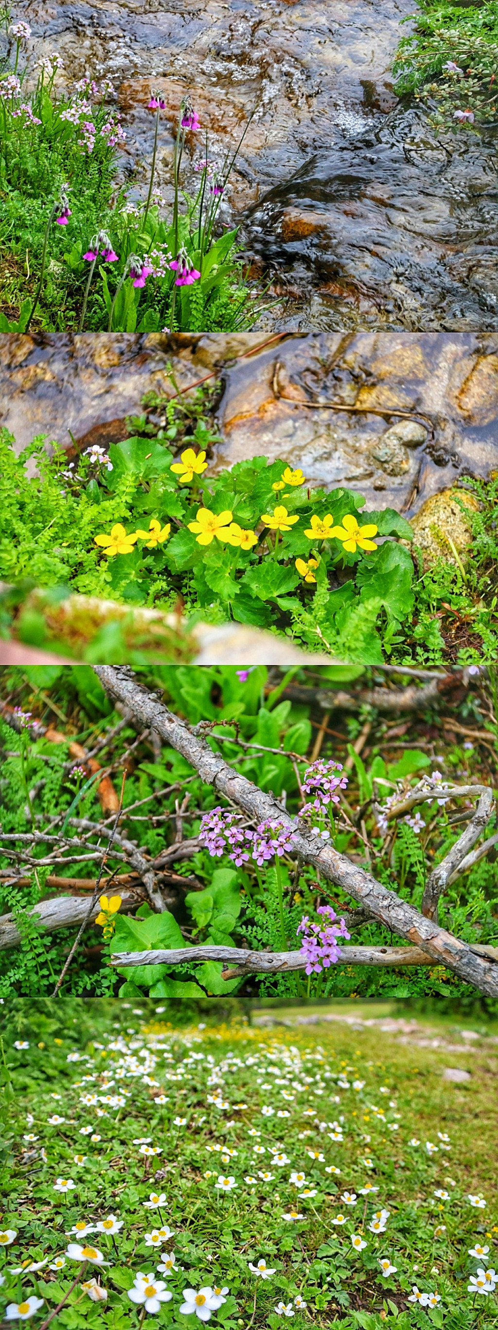 很多人蹲在这条小溪旁,拍那些野花花.