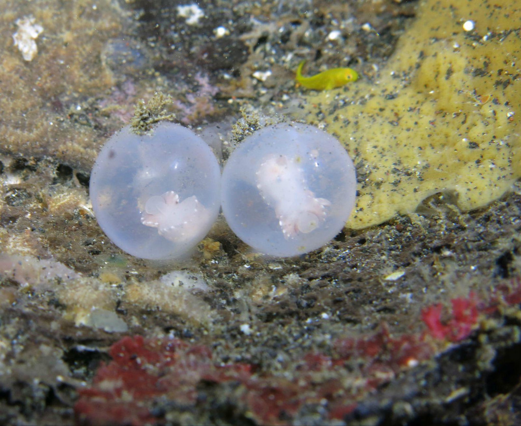 蓝碧潜水,寻找异生物之旅