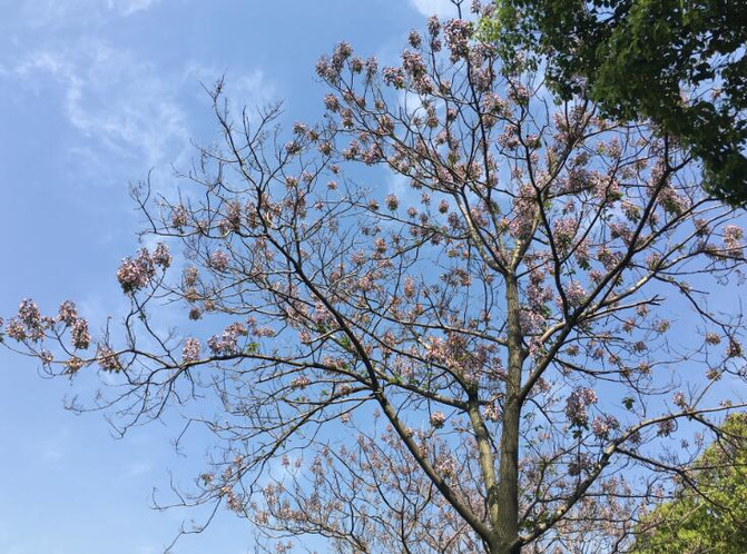 泡桐花,是春天的味道