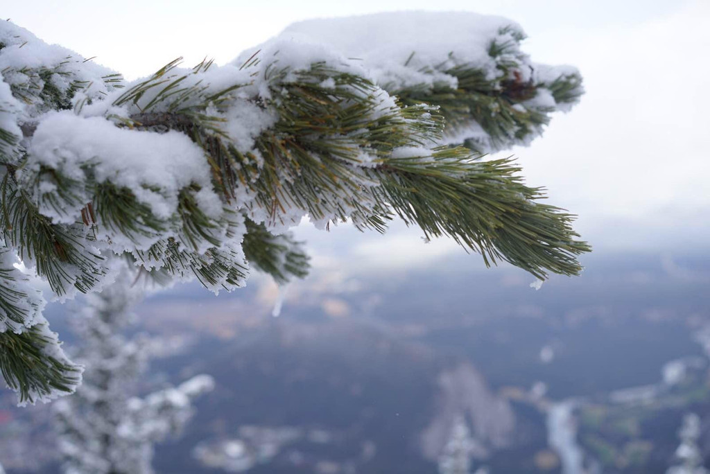 松树上的积雪压弯了枝头