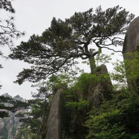 送客松位于天海至玉屏楼的登山道旁,一般人们总觉得观赏迎客松,其实送