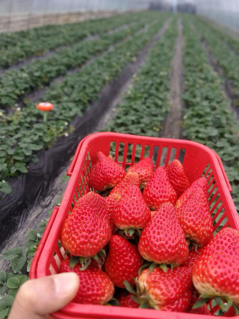 天气虽然冷,但是草莓大棚里却是暖意融融~这里的草莓红艳艳的,散发着