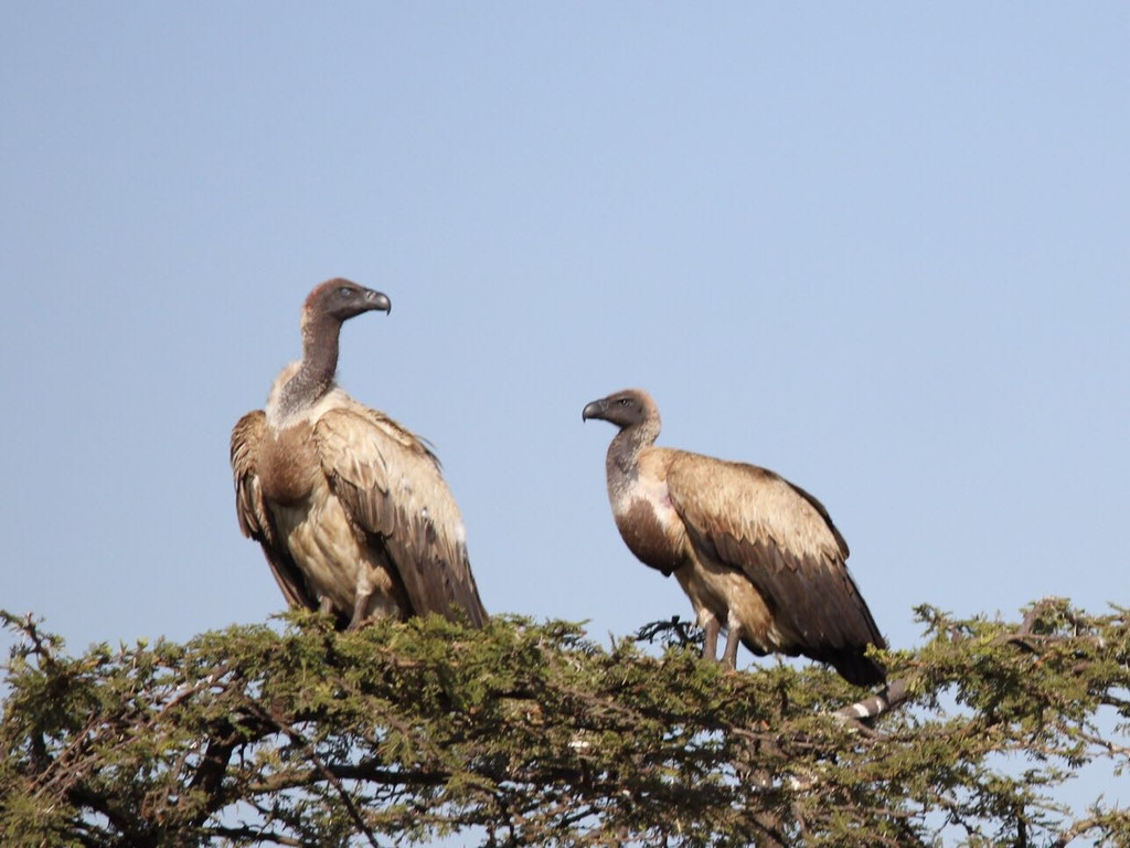 白背秃鹫 white-backed vulture