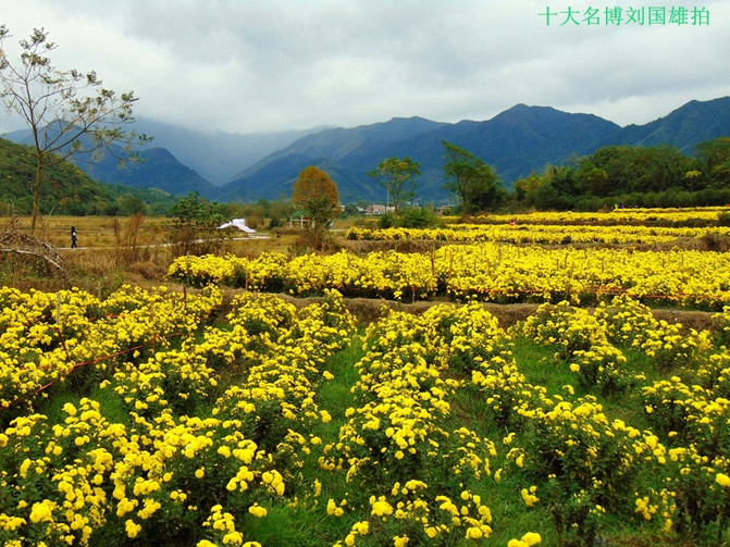 菊花盛开时,到天下龙菊第一村探秘