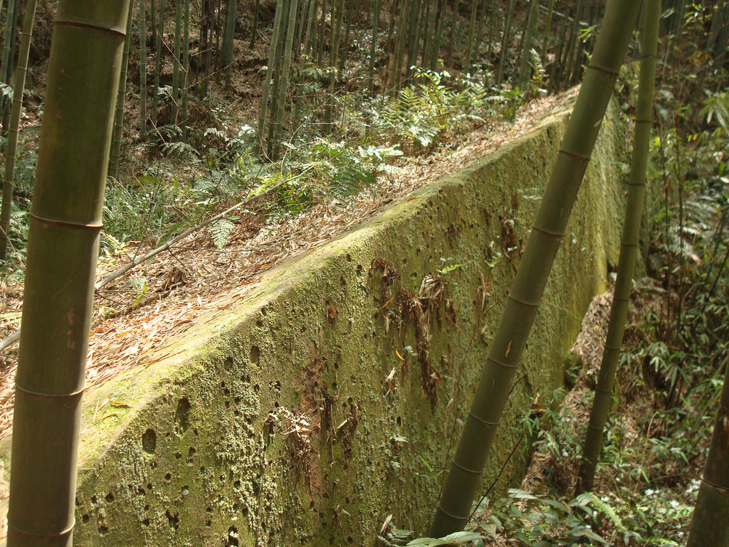 隐藏在荣县深山里的花龙沟竹海