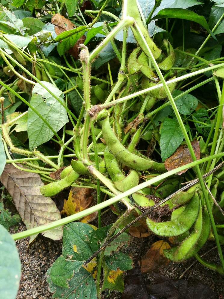 青石巷钢琴谱后半段