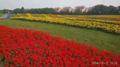 巴城音花艺境浪漫花海主题乐园