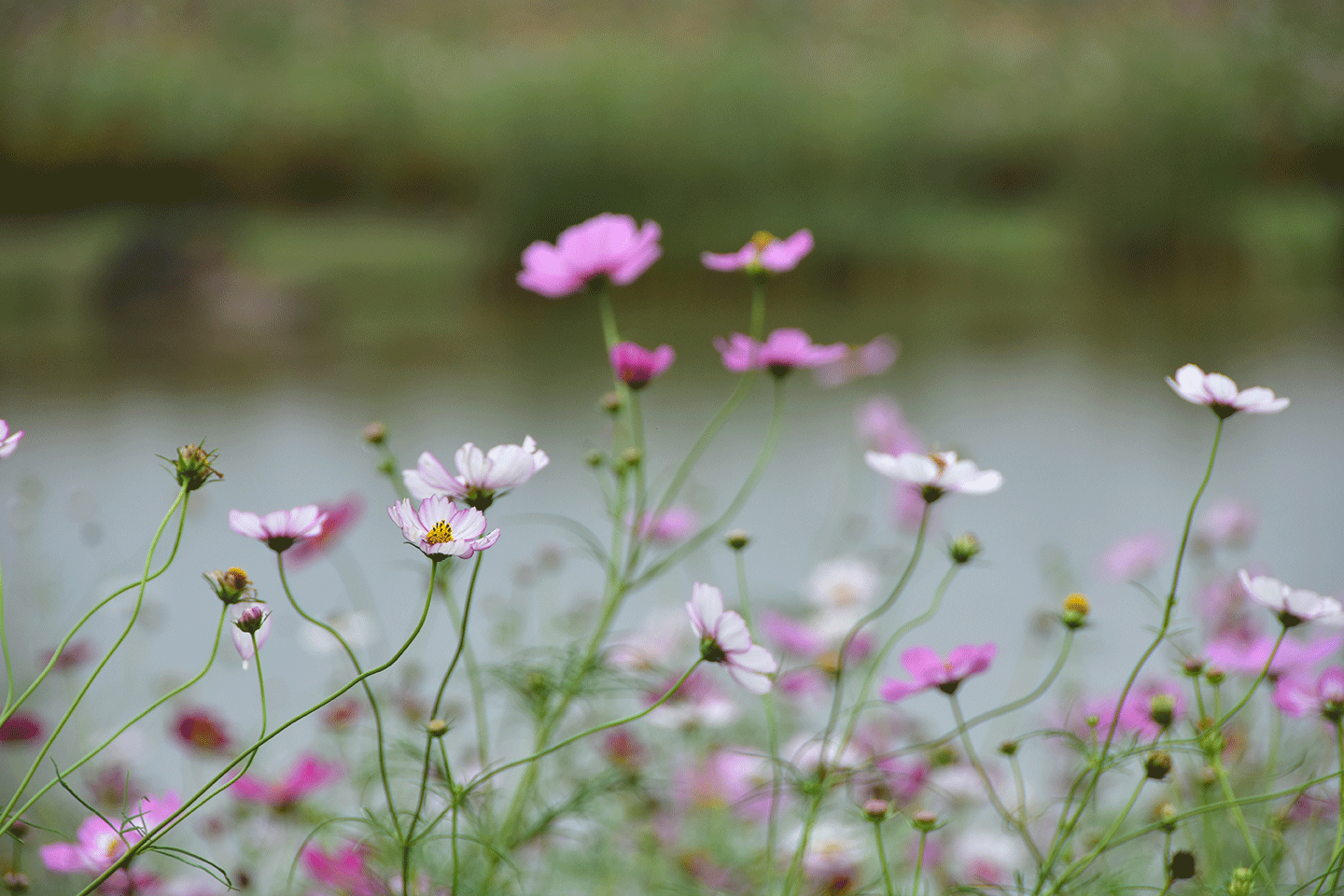格桑花