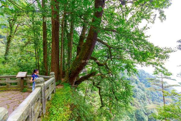 躲进深山,洗洗肺 天目山游记攻略【携程攻略】