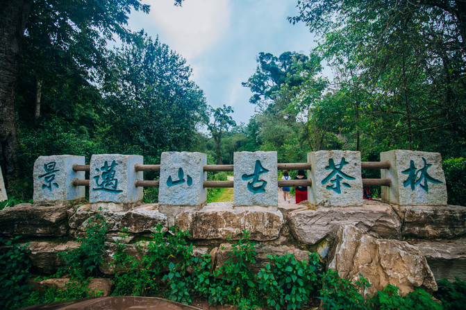 景迈山古茶园位于澜沧县惠民乡景迈村和芒景村一带,距县城72公里,其