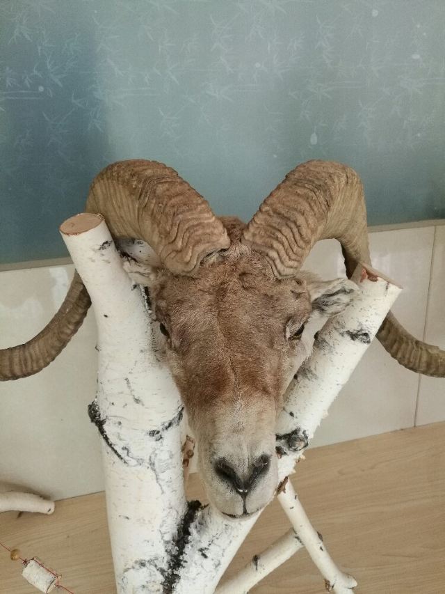 ͷ걾