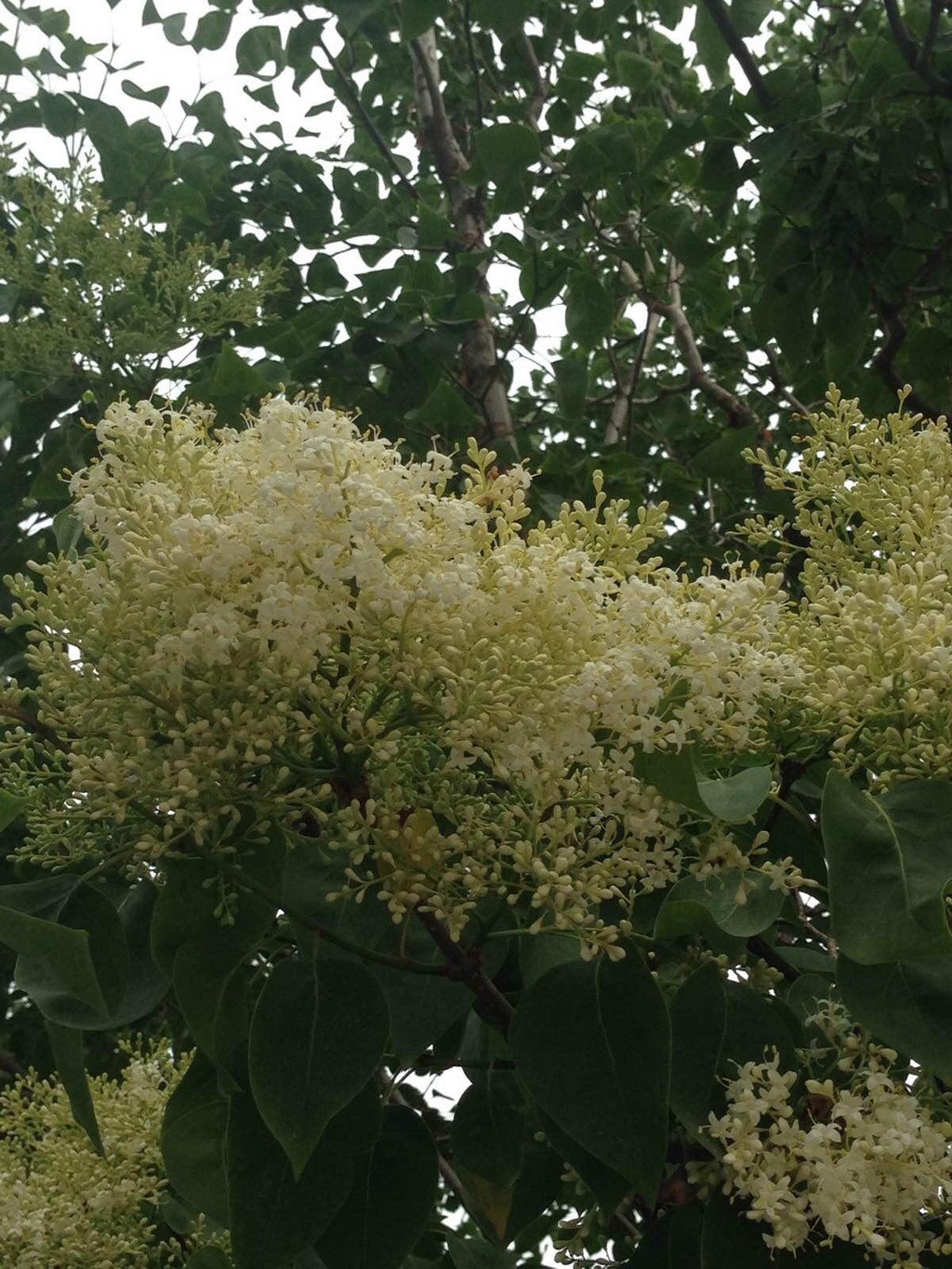                      菩提树开花
