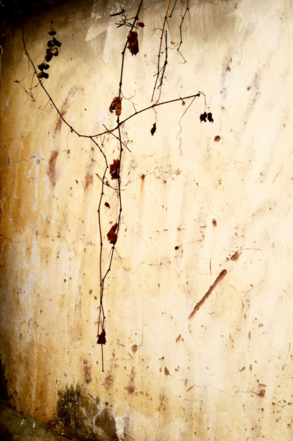 斑驳的墙面和枯叶,随意一拍,就是一副颇有几分水墨意境的作品