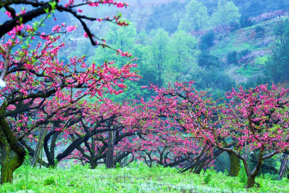 广东也有桃花源:十里桃花遍地花,满山遍野惹人醉