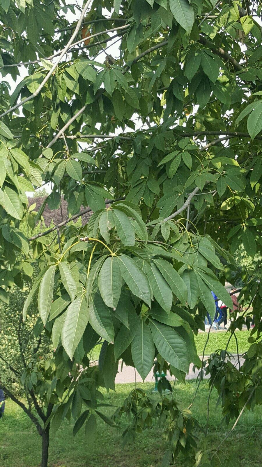        兵马俑博物馆内的开心果树
