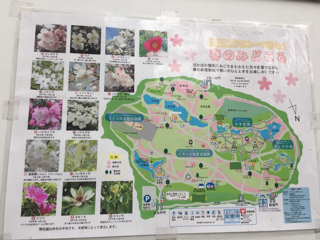 2015 东京 河口湖x(樱花 下雪)=满足