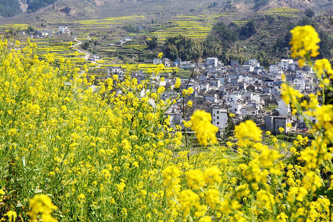 安徽家朋赏油菜花,走皖南川藏线,游查济古镇,观太平湖