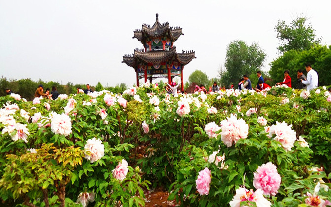 那一年,游走山东,菏泽火车自由行【菏泽古今牡丹园,国花门,曹州牡丹园