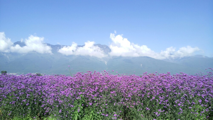 面朝洱海 半夏花开