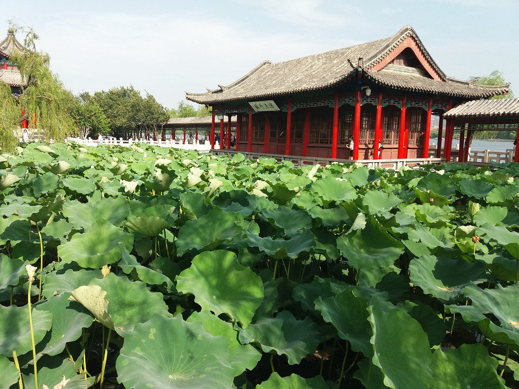 大明湖景区之游 一、不止一次涉足的大明湖 济南的大明湖景区,早已不止一次前往了,此次,只是在2017年起大明湖全景区免费开放后,再次前往观景而已,不过,由于时间有限,并没有全部逛遍整个大明湖景区。 二、大明湖的千古之谜,至今难解 大明湖的景色迷人是毋庸置疑的,但是,大明湖的千古之谜也是无人能解的,那就是它的四怪。 久居济南的人,几乎都知道大明湖里有四怪蛙不鸣,蛇不现,久旱不涸,久雨不涨。但随着科技的逐渐发展,大明湖的四怪之谜也逐一被找到了合理的解释,唯独蛙不鸣这一怪,却始终无人找到正确的答案
