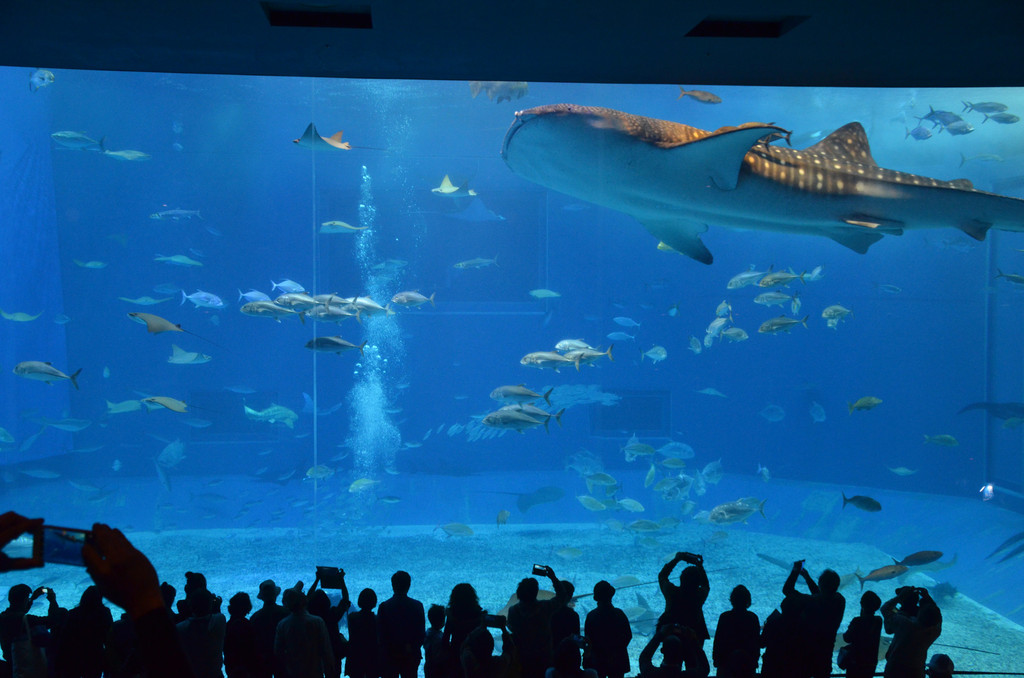 图 黑潮之海剪影,美丽海水族馆的招牌照片.