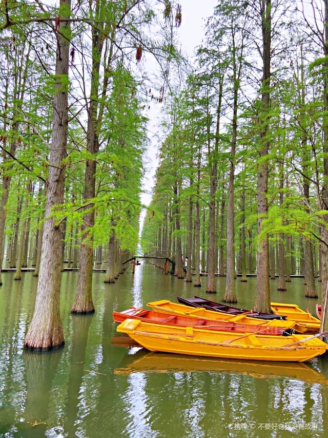 江都区渌洋湖湿地公园攻略,江都区渌洋湖湿地公园门票/游玩攻略/地址