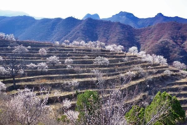 穿山越岭,来房山蒲洼赏花看梯田