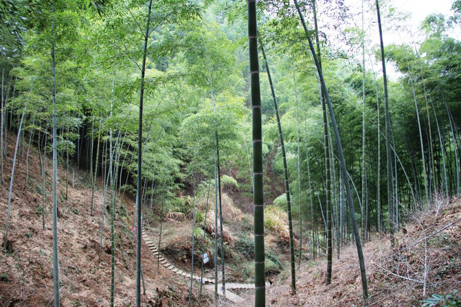 中国画里乡村"宏村"配套游之"木坑竹海"