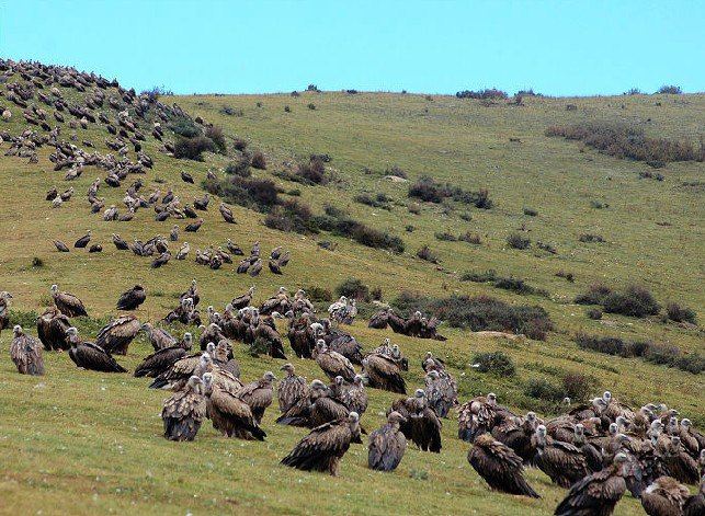 成都到九寨沟包车旅游若尔盖自助游攻略 - 若尔
