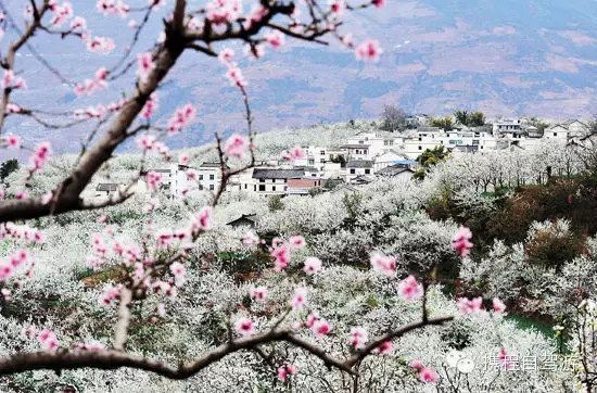 四川新津的梨花溪