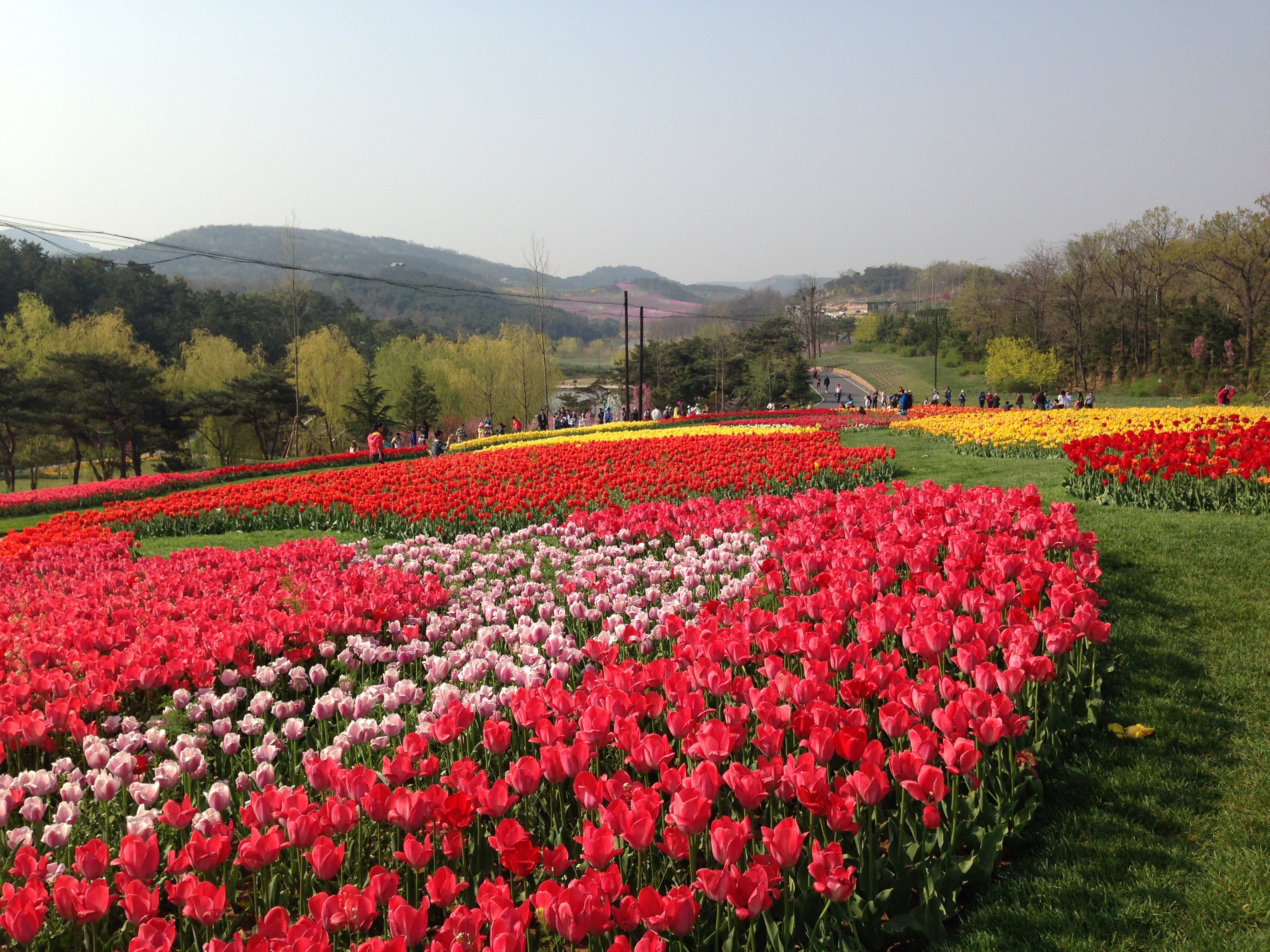 山下花海 旅顺