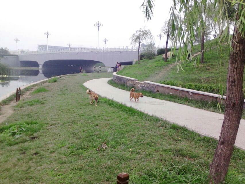 牤河牛公园.河北霸州