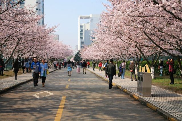 2015,同济大学赏樱花,不料还有很多美女帅哥 - 上海