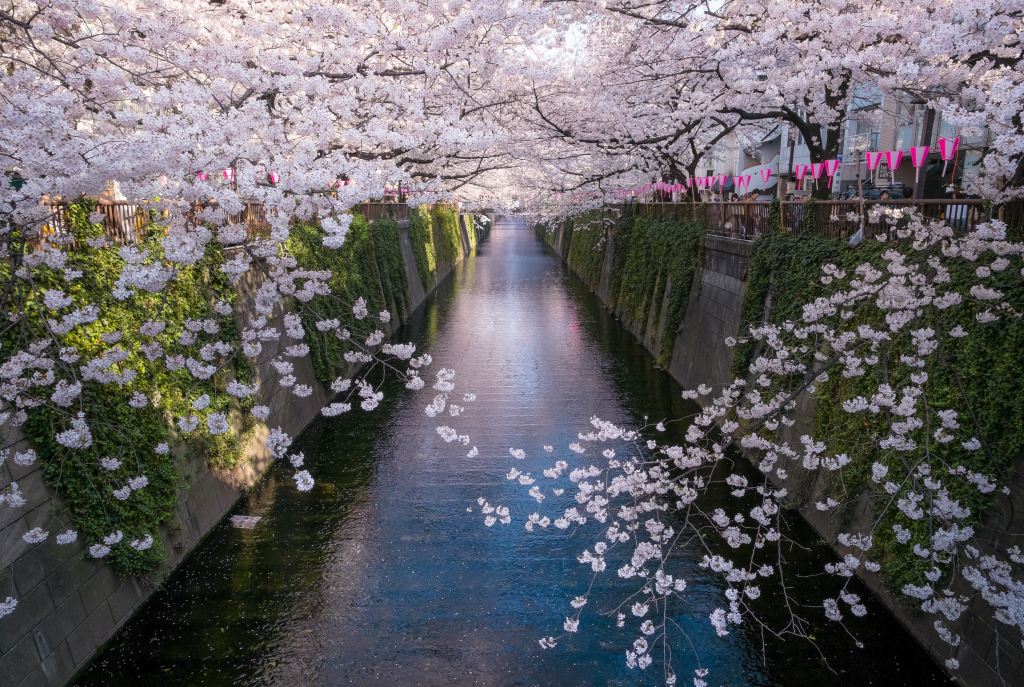 四月物语,一场从花开到花落的旅行