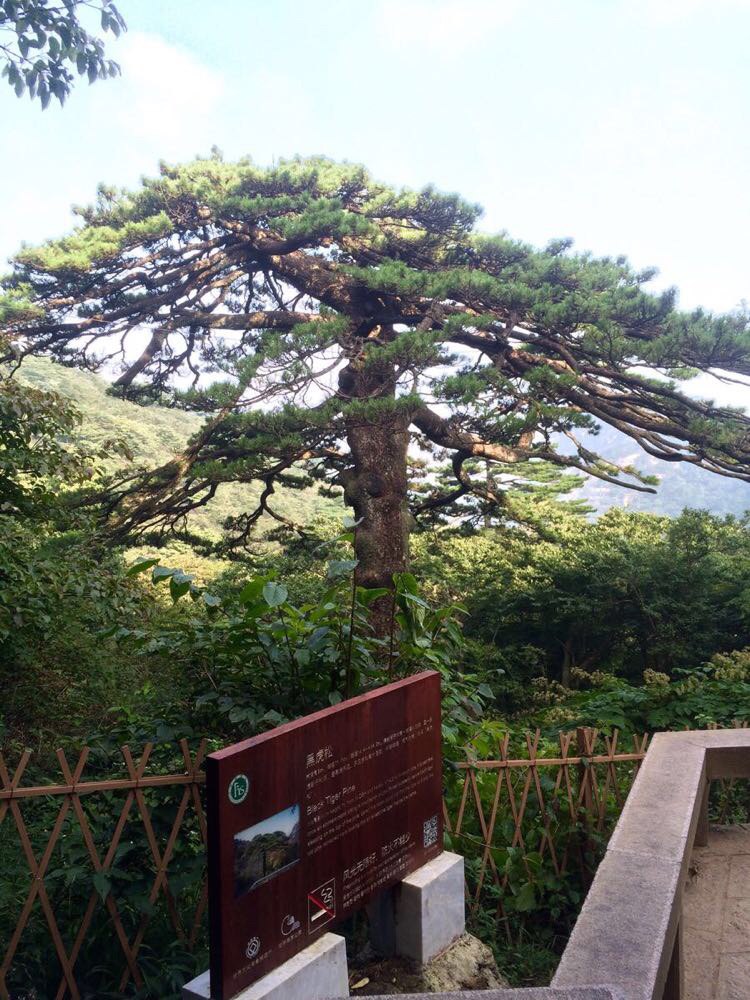黑虎松